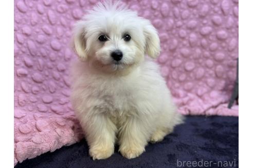 成約済の茨城県のミックス犬-365182の9枚目