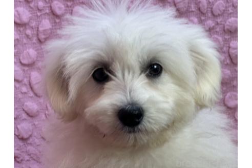 成約済の茨城県のミックス犬-365182の8枚目