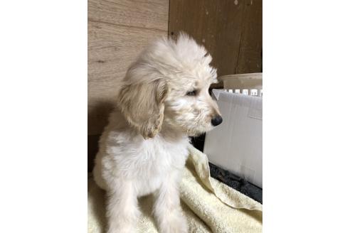 成約済の兵庫県のゴールデンドゥードル:ゴールデンレトリーバー×プードル-358900の5枚目