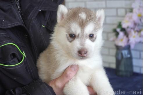 商談中の熊本県のシベリアンハスキー-365188の8枚目