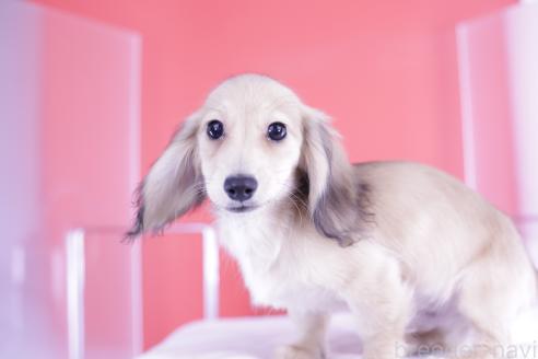成約済の愛知県のカニンヘンダックスフンド(ロングヘアード)-348536の6枚目