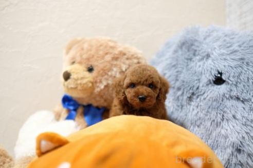 成約済の滋賀県のトイプードル-365250の2枚目