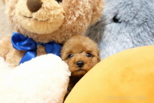 成約済の滋賀県のトイプードル-365252の2枚目