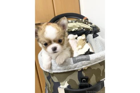成約済の福岡県のチワワ(ロングコート)-362338の5枚目
