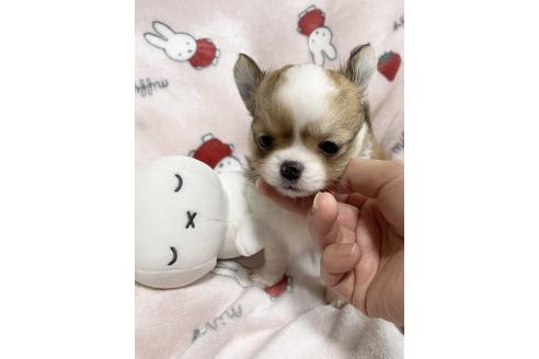 成約済の福岡県のチワワ(ロングコート)-362338の2枚目
