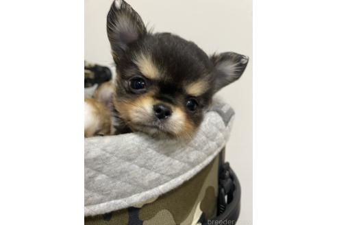 成約済の福岡県のチワワ(ロングコート)-365286の6枚目