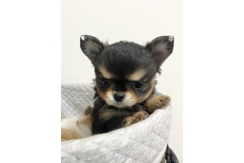 成約済の福岡県のチワワ(ロングコート)-365286の4枚目