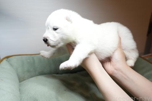 成約済の群馬県のサモエド-362039の7枚目