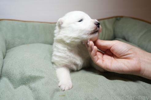 成約済の群馬県のサモエド-362039の5枚目