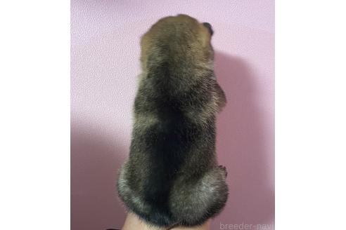 成約済の滋賀県の柴犬-362988の3枚目