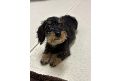 成約済の愛知県のカニンヘンダックスフンド(ワイヤーヘアード)-355996の7枚目