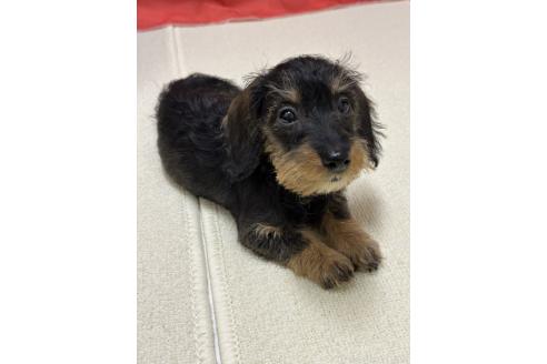 成約済の愛知県のカニンヘンダックスフンド(ワイヤーヘアード)-355996の5枚目