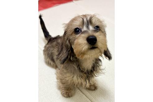 成約済の愛知県のカニンヘンダックスフンド(ワイヤーヘアード)-355995の10枚目