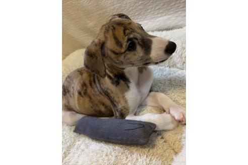 成約済の大阪府のウィペット-363193の2枚目