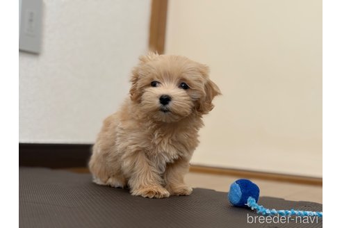 成約済の東京都のマルプー:マルチーズ×トイプードル-362135の2枚目