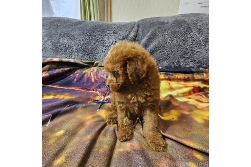 成約済の埼玉県のトイプードル-365335の4枚目