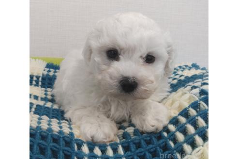 成約済の群馬県のミックス犬-364537の11枚目