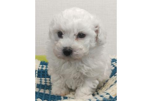 成約済の群馬県のミックス犬-364537の10枚目