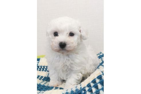 成約済の群馬県のミックス犬-364537の9枚目
