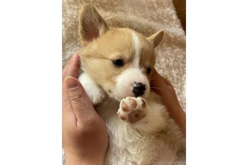 成約済の静岡県のウェルシュコーギーペンブローク-363237の5枚目
