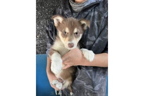 成約済の福岡県のミックス犬-364718の5枚目