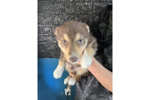 成約済の福岡県のミックス犬-364718の3枚目