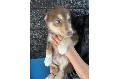成約済の福岡県のミックス犬-364718の2枚目