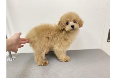 成約済の広島県のタイニープードル-365359の4枚目