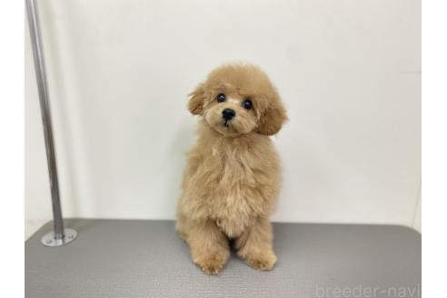 成約済の広島県のタイニープードル-365359の1枚目