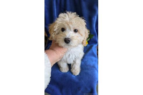 販売中の鹿児島県のミックス犬-355063の3枚目