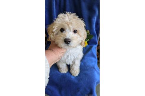 販売中の鹿児島県のミックス犬-355063の2枚目