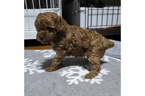 成約済の岡山県のトイプードル-362130の15枚目