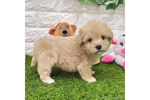成約済の愛知県のマルプー:マルチーズ×トイプードル-364353の5枚目