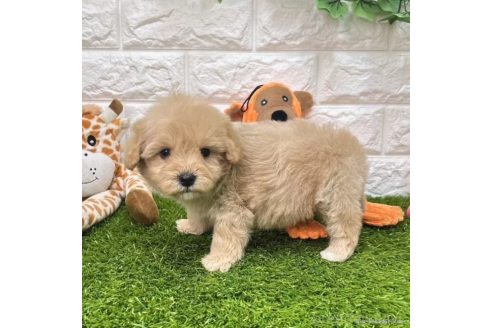 成約済の愛知県のマルプー:マルチーズ×トイプードル-364353の4枚目
