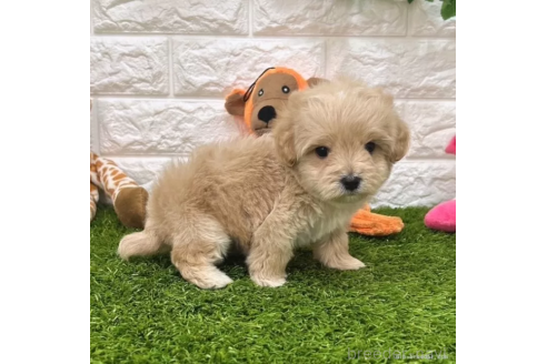 成約済の愛知県のマルプー:マルチーズ×トイプードル-364359の4枚目