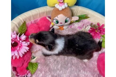 成約済の愛知県のラフコリー-365368の2枚目