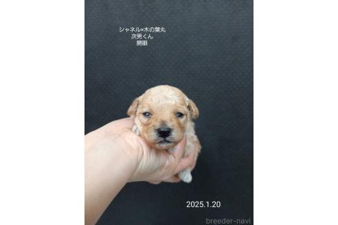 成約済の大阪府のティーカッププードル-362743の6枚目