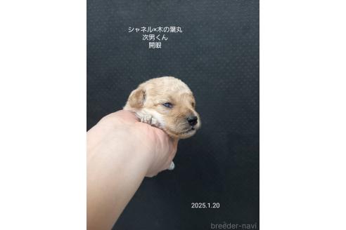 成約済の大阪府のティーカッププードル-362743の4枚目