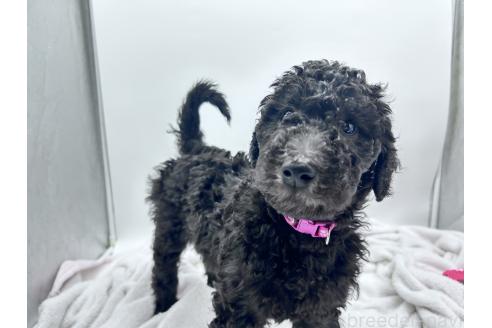 成約済の香川県のスタンダードプードル-357215の11枚目