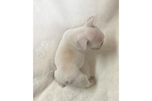 成約済の山口県のフレンチブルドッグ-360980の2枚目