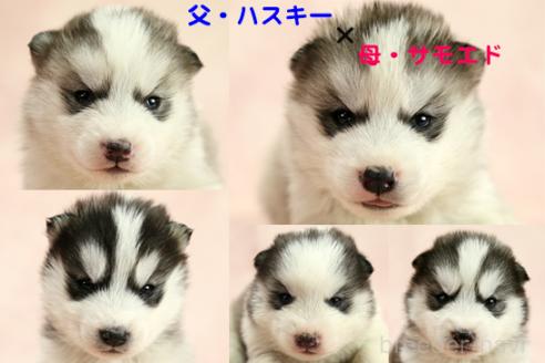 成約済の茨城県のミックス犬-365382の1枚目