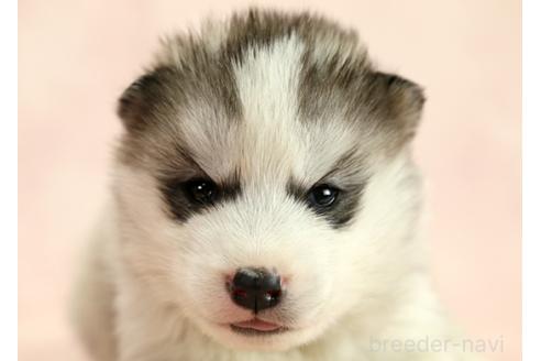 成約済の茨城県のミックス犬-365382の8枚目