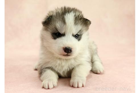 成約済の茨城県のミックス犬-365382の6枚目