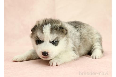 成約済の茨城県のミックス犬-365382の5枚目