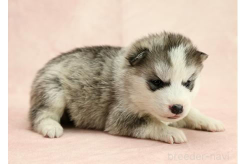 成約済の茨城県のミックス犬-365382の4枚目