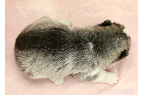 成約済の茨城県のミックス犬-365382の3枚目