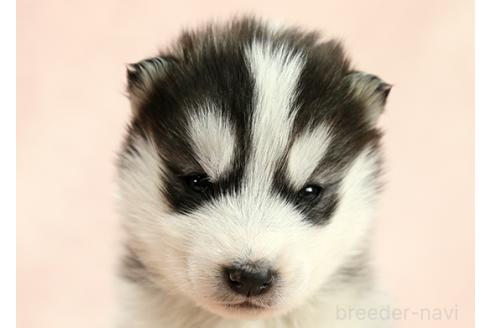 成約済の茨城県のミックス犬-365384の8枚目