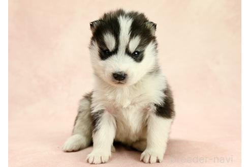 成約済の茨城県のミックス犬-365384の7枚目