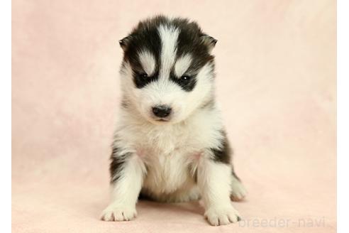 成約済の茨城県のミックス犬-365384の6枚目