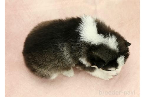 成約済の茨城県のミックス犬-365384の3枚目